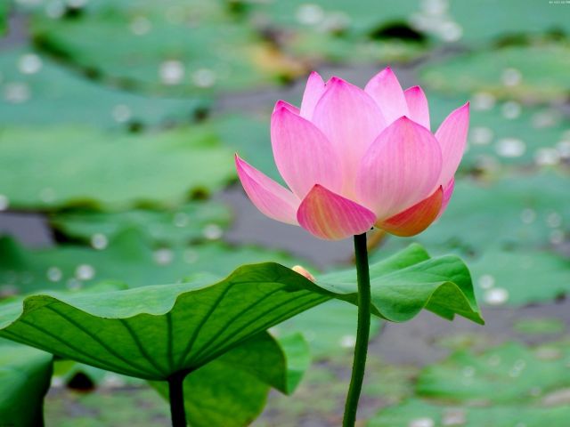 lotus-flower-wallpaper-hd-1920x1440-48392